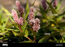 Attēlu rezultāti vaicājumam “Polygonum amphibium leaf”