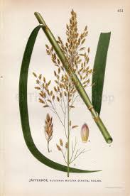 Attēlu rezultāti vaicājumam “Glyceria maxima”