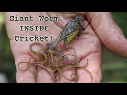 Attēlu rezultāti vaicājumam “Nematomorpha”