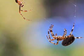 Attēlu rezultāti vaicājumam “Araneus diadematus female”