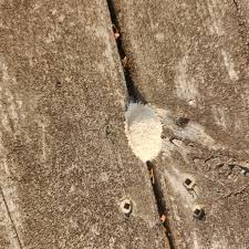 Attēlu rezultāti vaicājumam “Didymium spongiosum var. dictyospora”