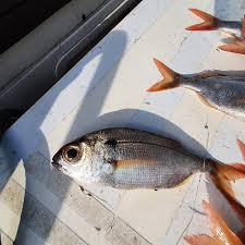 Image result for Pagellus bogaraveo