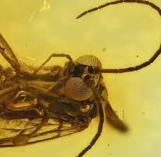 Attēlu rezultāti vaicājumam “Mycetophilidae”