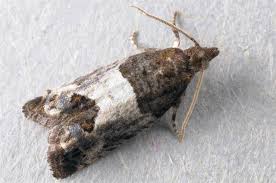 Attēlu rezultāti vaicājumam “Spilonota ocellana”