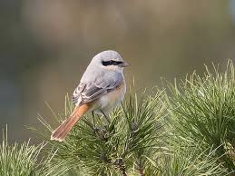 Image result for Lanius isabellinus