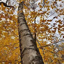 Attēlu rezultāti vaicājumam “Betula papyrifera”