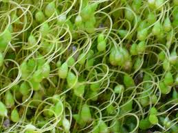 Attēlu rezultāti vaicājumam “Funariales”