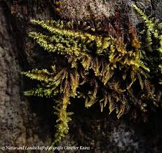 Attēlu rezultāti vaicājumam “Eurhynchium hians”