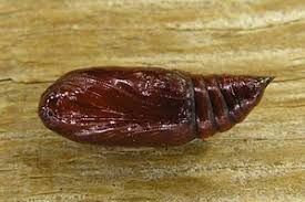 Attēlu rezultāti vaicājumam “Cryptocala chardinyi”