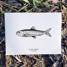 Image result for Clupea pallasii