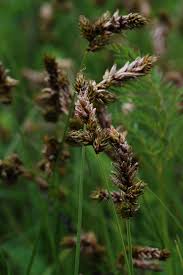 Attēlu rezultāti vaicājumam “Carex appropinquata fruit”