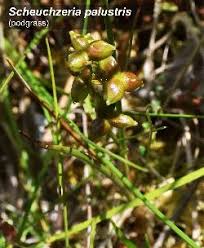 Attēlu rezultāti vaicājumam “Scheuchzeria palustris fruit”