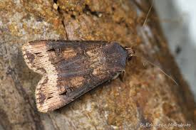 Attēlu rezultāti vaicājumam “Agrotis ripae”