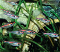 Attēlu rezultāti vaicājumam “Tetratoma ancora”