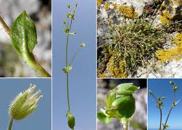 Attēlu rezultāti vaicājumam “Stellaria pallida”