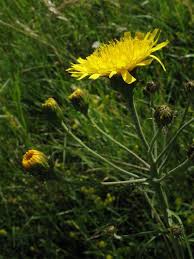 Attēlu rezultāti vaicājumam “Hieracium umbellatum bud”