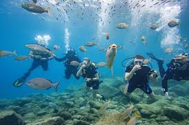 Image result for Canary Divers