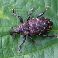 Attēlu rezultāti vaicājumam “Hylobius pinastri”