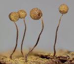 Attēlu rezultāti vaicājumam “Cribraria aurantiaca var. persoonii”