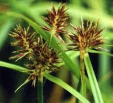 Attēlu rezultāti vaicājumam “Cyperus fuscus”