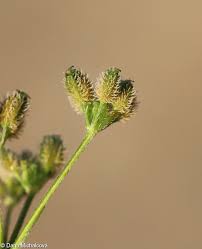 Attēlu rezultāti vaicājumam “Torilis japonica fruit”