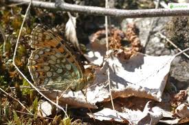 Attēlu rezultāti vaicājumam “Argynnis niobe underside”