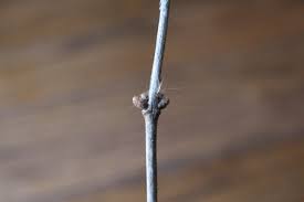 Attēlu rezultāti vaicājumam “Lonicera tatarica bud”