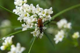 Attēlu rezultāti vaicājumam “Paracorymbia maculicornis imago”