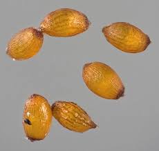 Attēlu rezultāti vaicājumam “Juncus bufonius fruit”