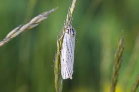 Attēlu rezultāti vaicājumam “Spiris striata”