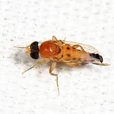 Attēlu rezultāti vaicājumam “Phoridae”