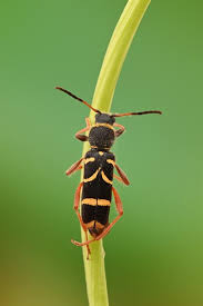 Attēlu rezultāti vaicājumam “Clytus arietis”