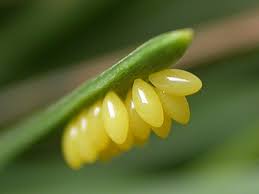 Attēlu rezultāti vaicājumam “Myzia oblongoguttata”