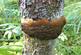 Attēlu rezultāti vaicājumam “Lignydium muscorum plasmodium”