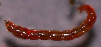 Attēlu rezultāti vaicājumam “Chironomidae larvae”