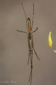 Attēlu rezultāti vaicājumam “Tetragnatha montana”