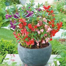 Image result for Impatiens balsamina