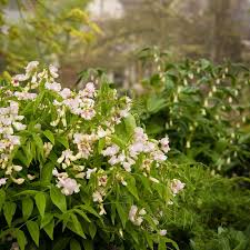 Attēlu rezultāti vaicājumam “Lathyrus vernus”