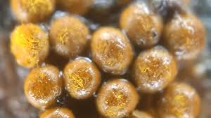 Attēlu rezultāti vaicājumam “Lycogala sp.”