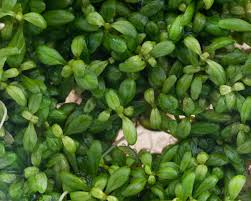 Attēlu rezultāti vaicājumam “Elatine hydropiper leaf”