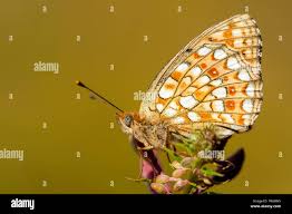 Attēlu rezultāti vaicājumam “Argynnis niobe underside”
