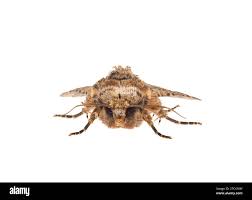 Attēlu rezultāti vaicājumam “Hadula trifolii larva”