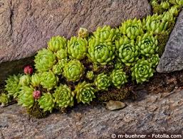 Image result for echtes Hauswurz