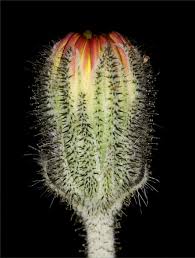 Attēlu rezultāti vaicājumam “Pilosella officinarum bud”