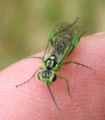 Attēlu rezultāti vaicājumam “Rhogogaster viridis”