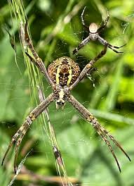 Image result for st andrews cross spider