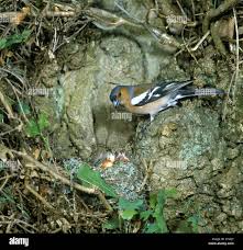 Attēlu rezultāti vaicājumam “Fringilla coelebs nest”