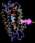 Retinal's Binding Pathway in bR