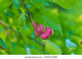 Attēlu rezultāti vaicājumam “Magnolia kobus fruit”