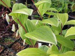 Attēlu rezultāti vaicājumam “Polygonatum odoratum leaf”